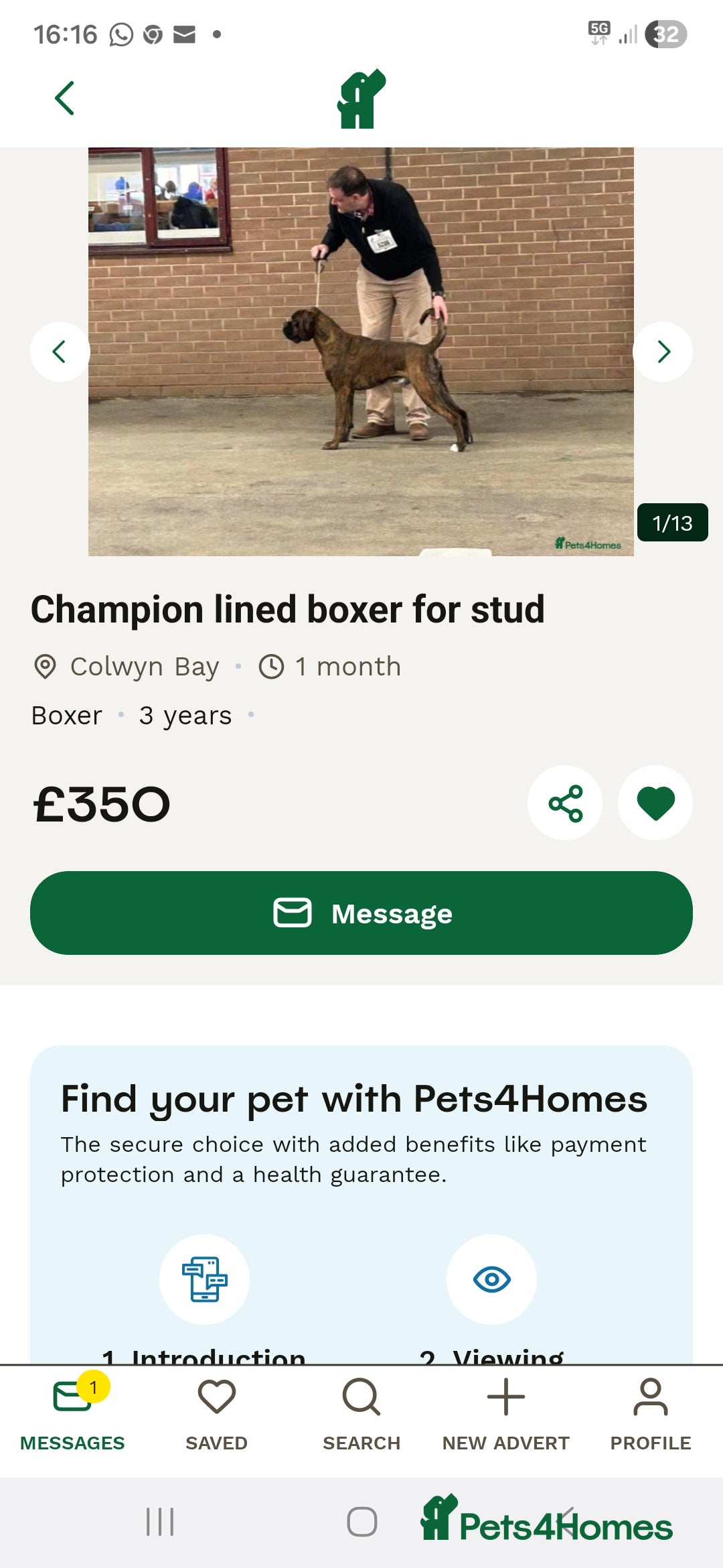 Boxer dogs for sale: 3 kc reg come take a look - Advert 5