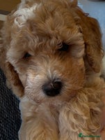 Miniature Poodle dogs Miniature Poodle Puppy Girl - Ready To Go - Advert 6