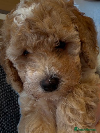 Miniature Poodle dogs Sweet Mini Poodle Princess Ready To Go. - Advert 1