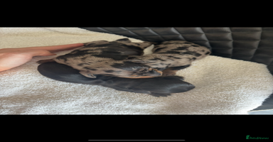 Miniature Dachshund dogs - Advert 2