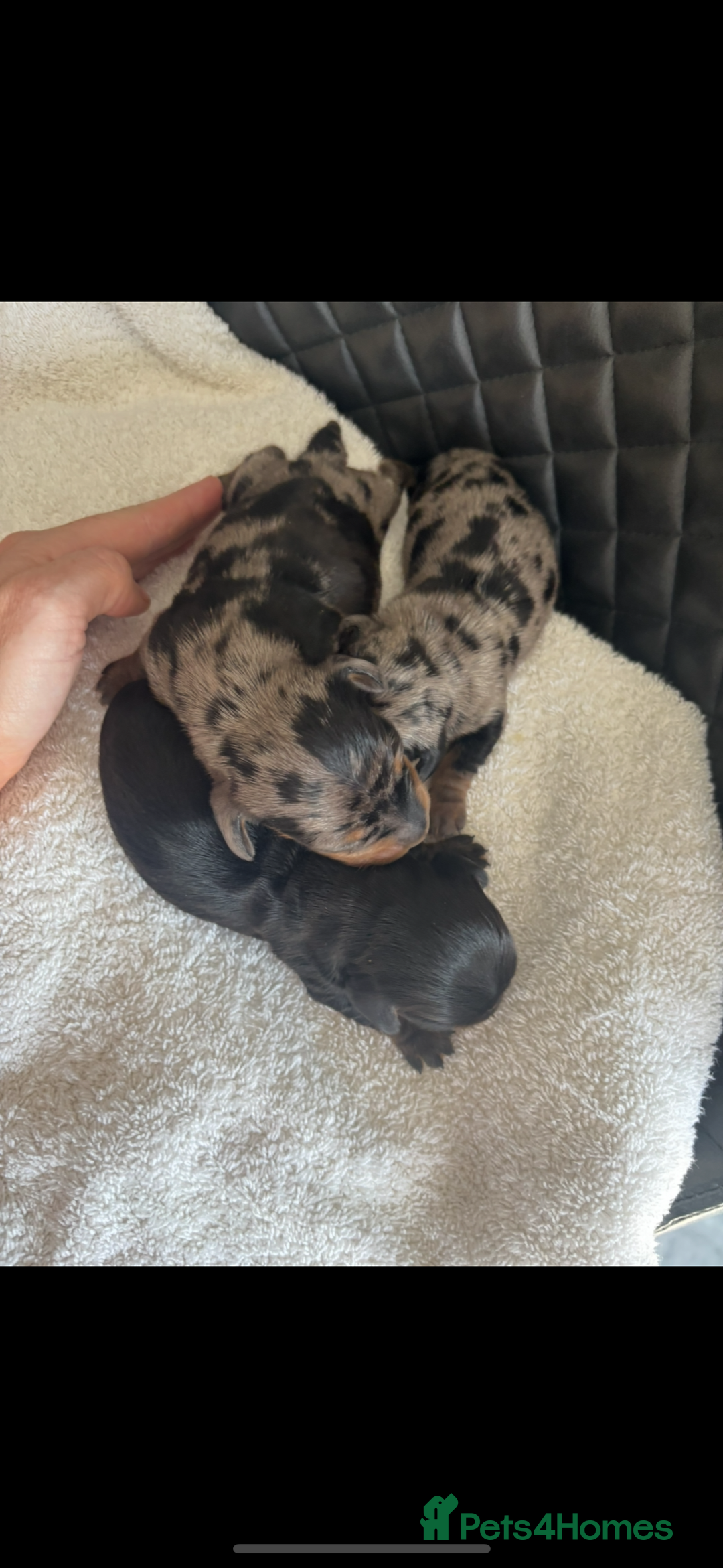 Miniature Dachshund dogs for sale: Beautiful kc registered miniature dachshunds  - Image 1