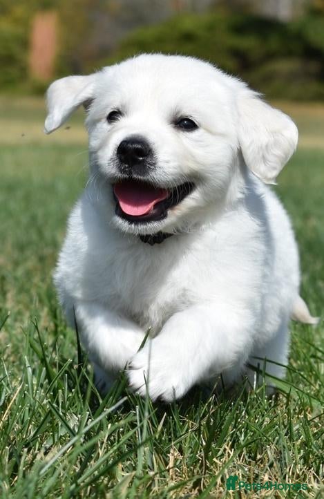 Golden Retriever dogs pretty girl is looking for her forever family home - Advert 10