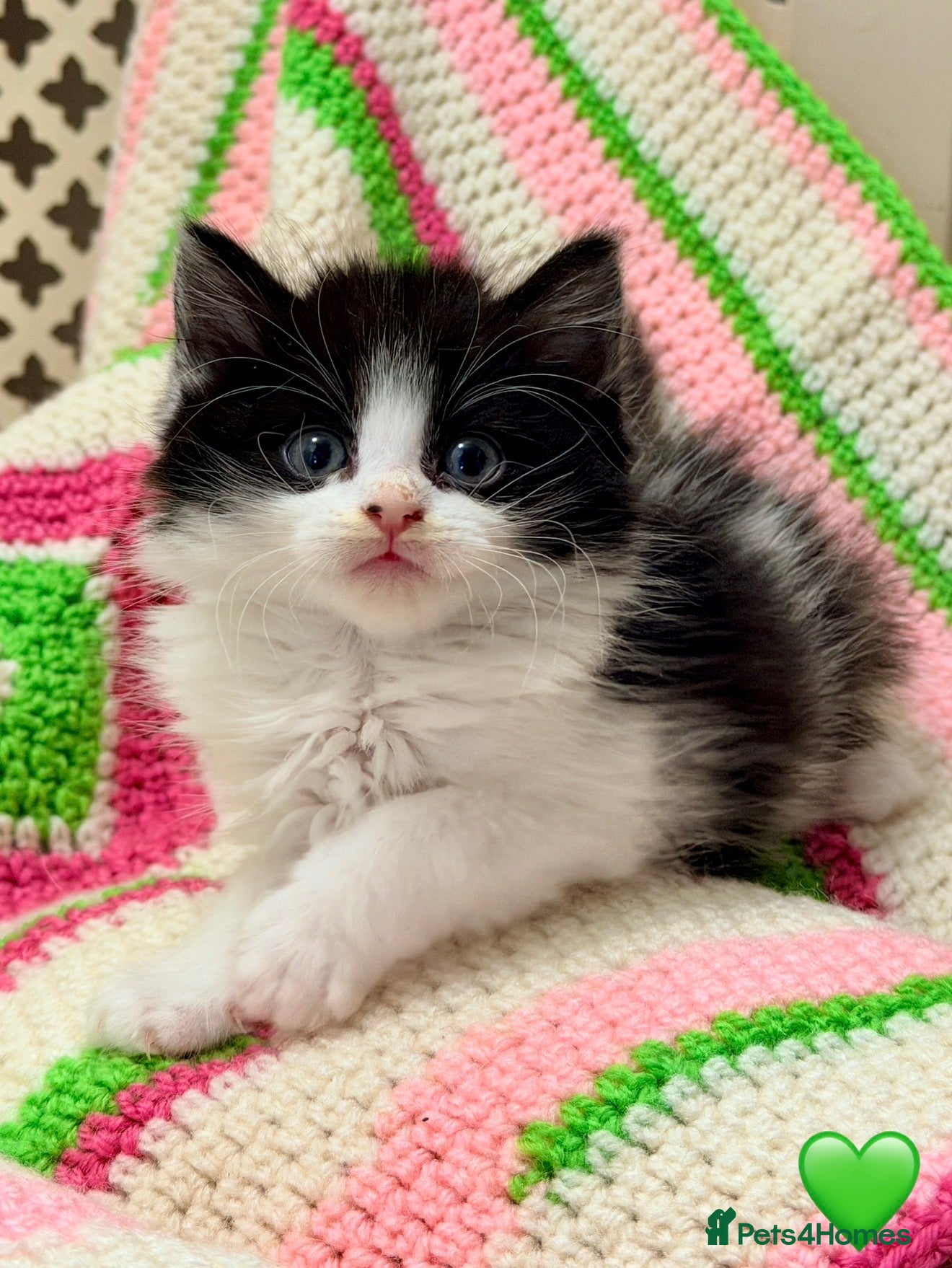 Mixed Breed cats 💖 MAINE COON X RAGDOLL *PARENTS HEALTH TESTED* 💖 - Advert 14