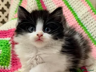 Mixed Breed cats 💖 MAINE COON X RAGDOLL *PARENTS HEALTH TESTED* 💖 - Advert 14