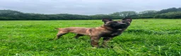 Belgian Shepherd Dog dogs for sale: Exceptional 3yrs Belgian Malinois - Clean X-Rays  - Advert 3