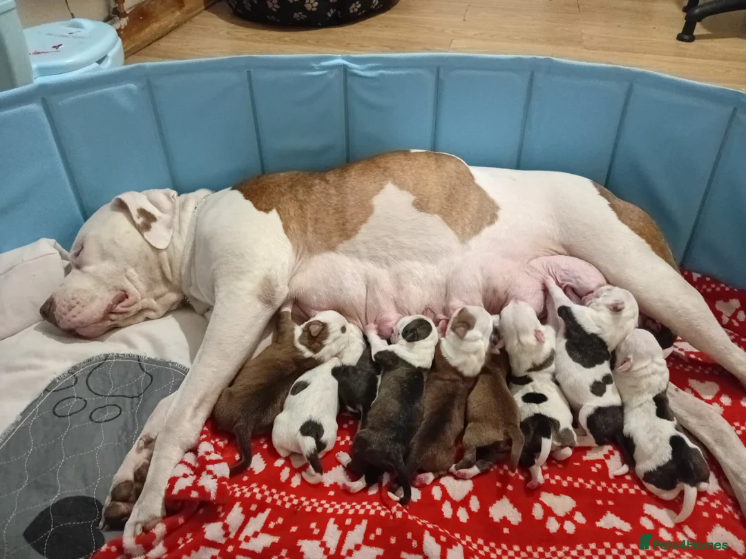 Staffordshire Bull Terrier dogs for sale: Puppy Staffordshire Bull Terrier in Nelson - Advert 1