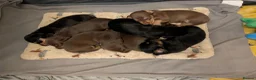 Miniature Dachshund dogs for sale: Miniature dachshund puppies for sale in Bilston - Advert 13