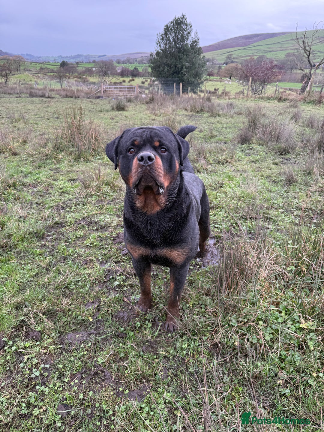 Rottweiler dogs for stud: Rottweiler For Stud - Advert 2