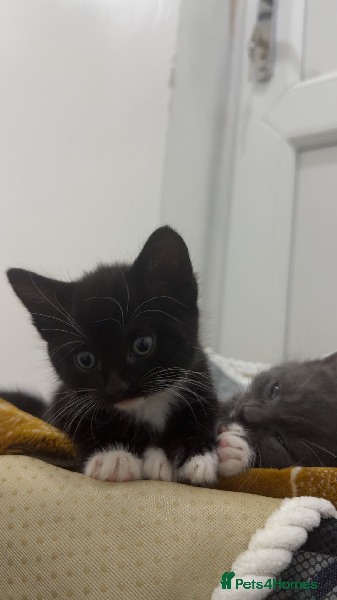 Mixed Breed cats for sale: 3 ,8 week old kittens available 2 male , 1 female  - Advert 7