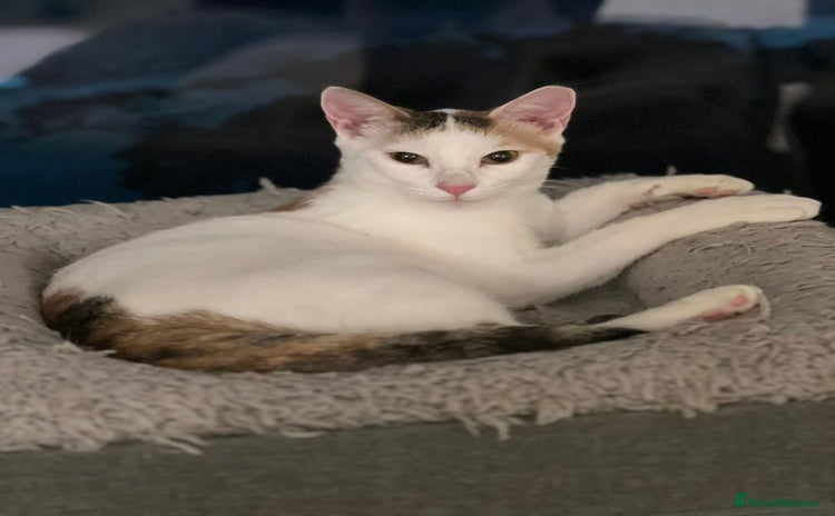 Domestic Shorthair cats - Advert 8