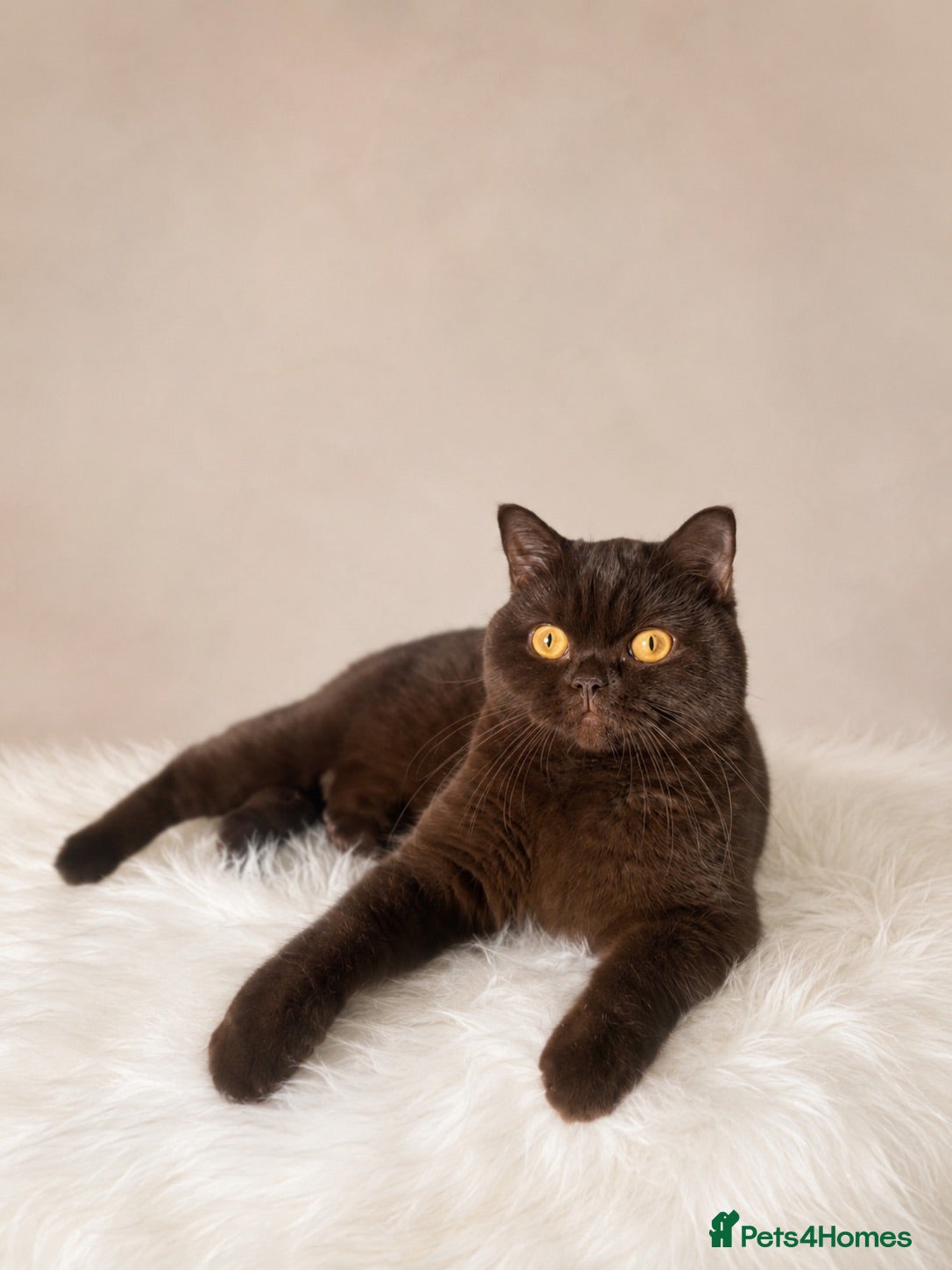 British Shorthair cats Chocolate and cinnamon Kittens due - Advert 5