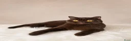 British Shorthair cats for sale: Chocolate and cinnamon Kittens due - Advert 1