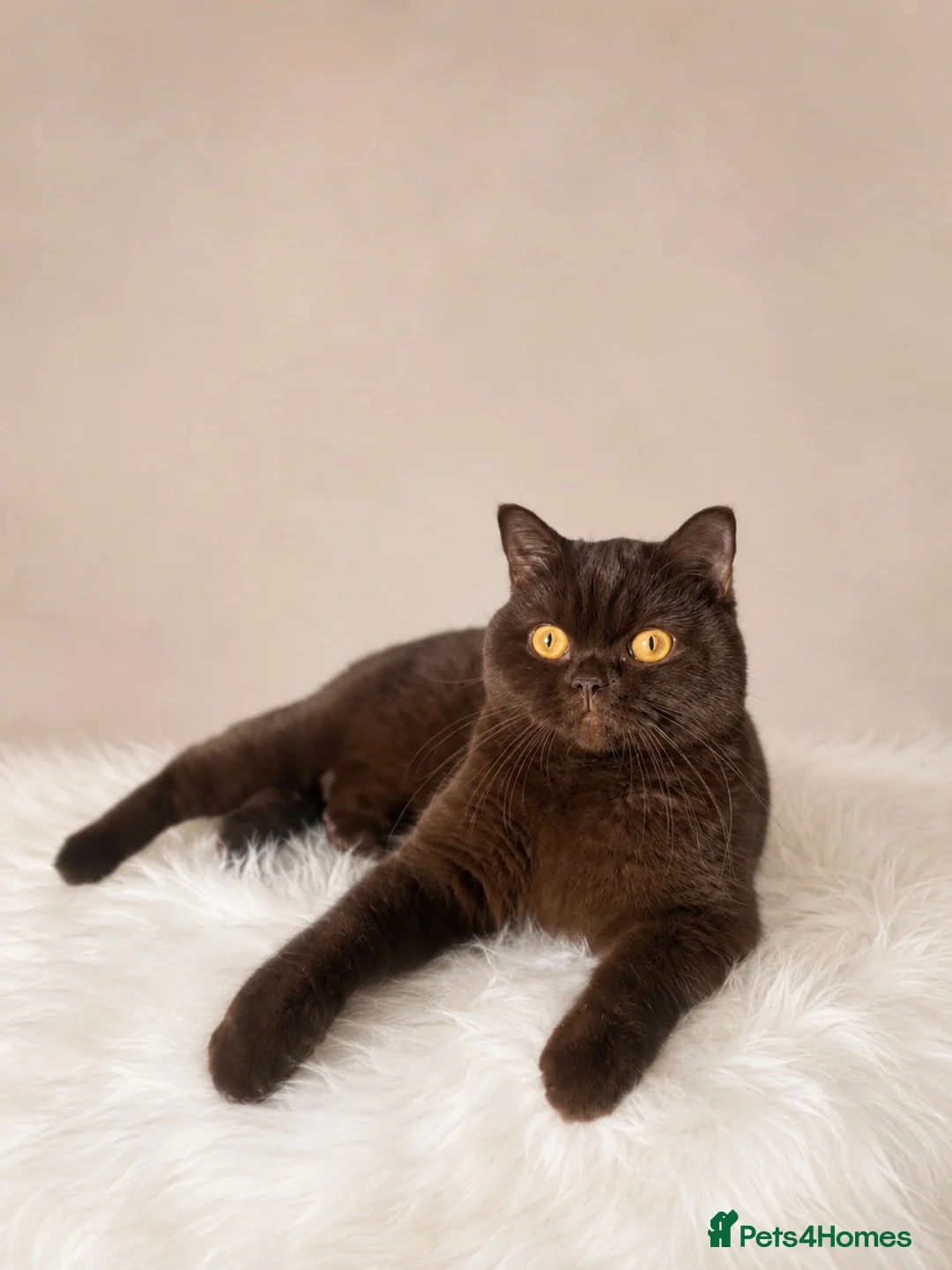 British Shorthair cats for sale: Chocolate and cinnamon Kittens due - Advert 1