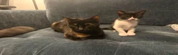 Mixed Breed cats for sale: 3 Female kittens  - Advert 2