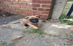 Mixed Breed dogs for sale: Mum and puppy for sale - Image 5