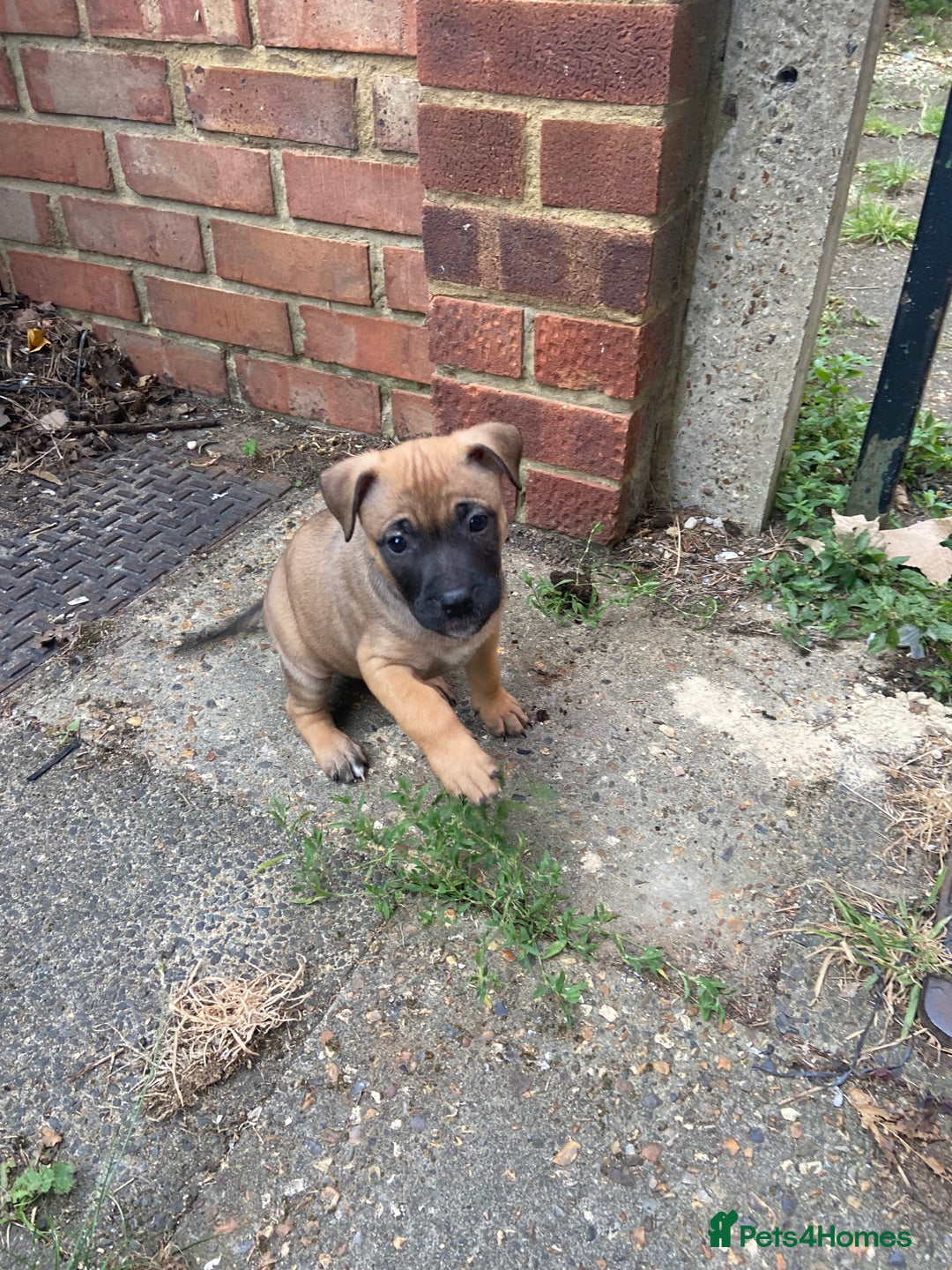 Mixed Breed dogs for sale: Mum and puppy for sale - Image 5