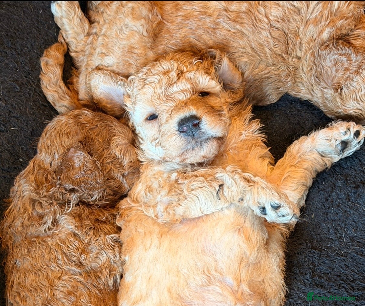 Poochon dogs Adorable Poochon puppies  - Advert 1