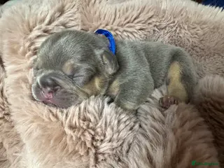 French Bulldog dogs French Bulldog puppies - Advert 18