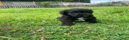 Schnoodle dogs for sale: 🐾 Adorable Schnoodle Puppies 🐾 - Advert 31