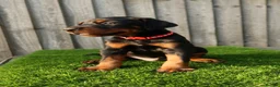 Dobermann dogs for sale: Quality European Dobermann Puppies - 2 Remaining - Advert 31