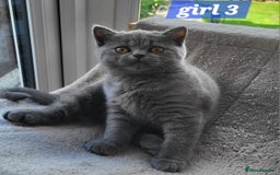 British Shorthair cats for sale: Beautifully british shorthair  kittens ready to go - Image 3