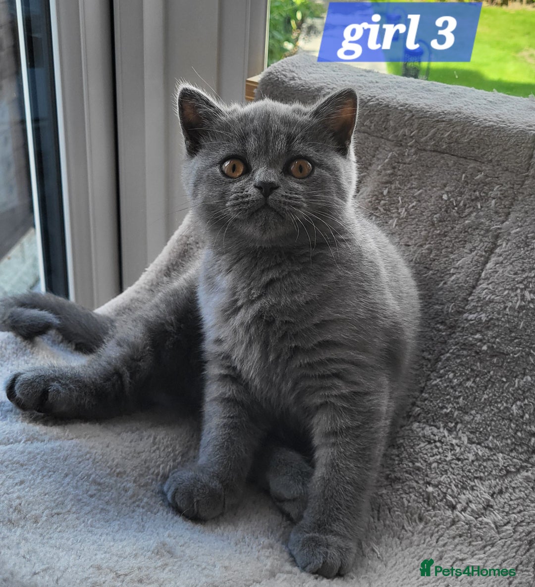 British Shorthair cats for sale: Beautifully british shorthair  kittens ready to go - Image 3