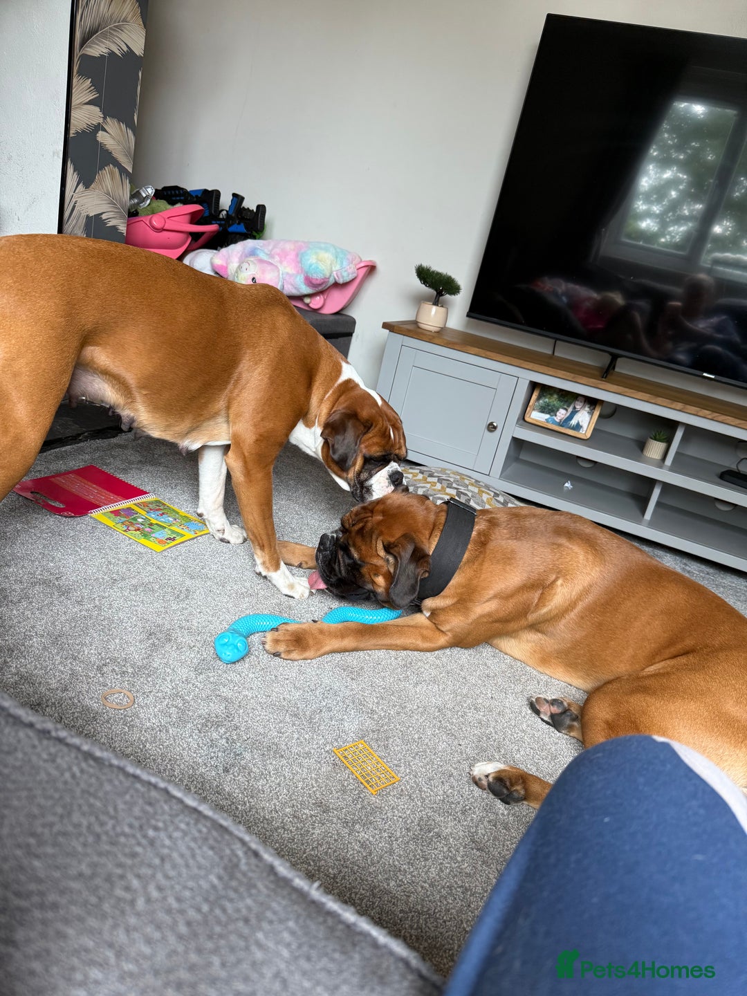Boxer dogs for stud: Proven stud amazing temperament & health tested - Image 5