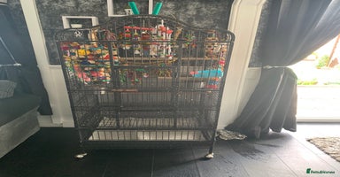 Parakeets birds - Advert 5