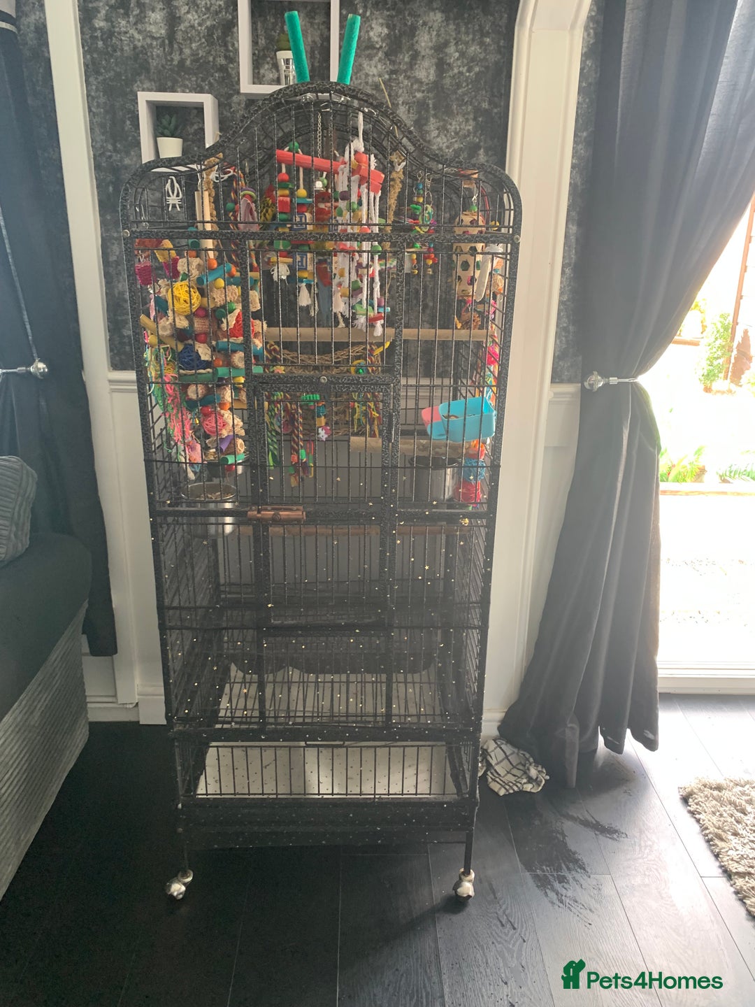 Parakeets birds for sale: 2 golden mantle rosellas with cage - Image 4