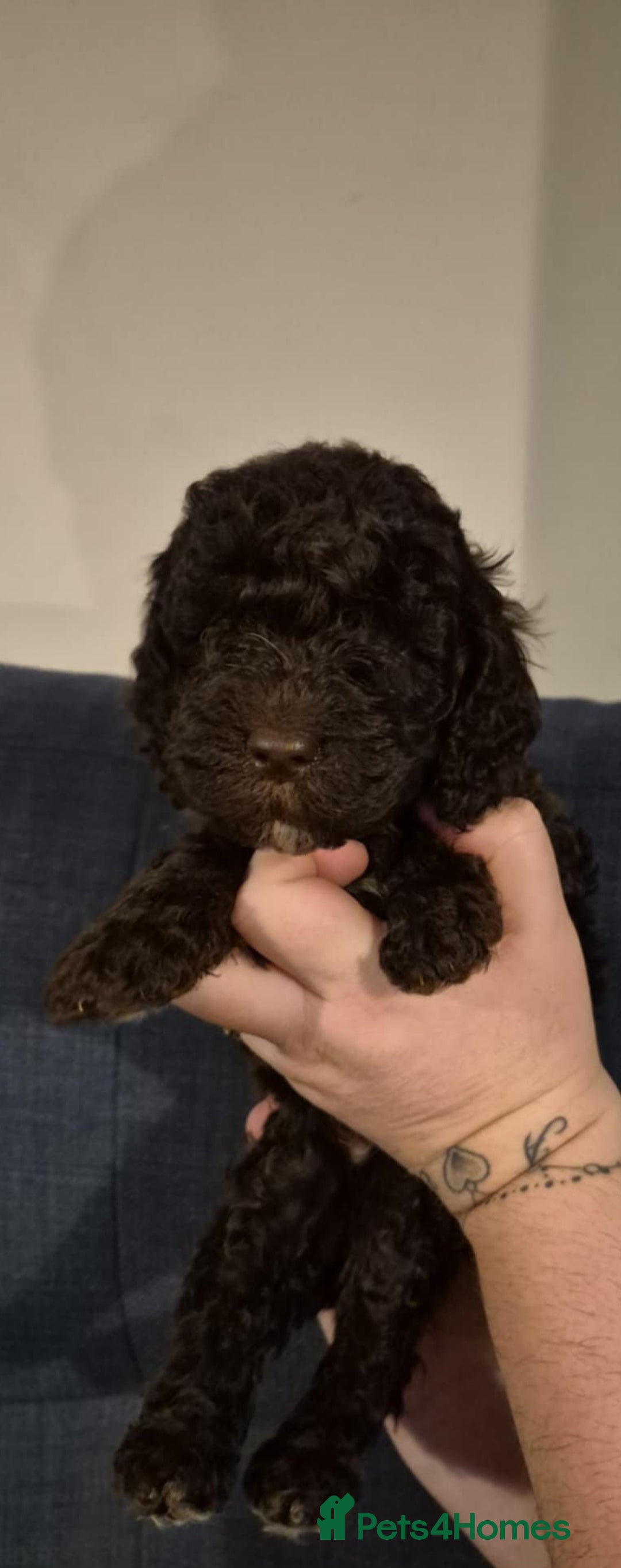 Cockapoo dogs for sale: Fantastic health tested F1b TOY COCKAPOOS - Advert 8