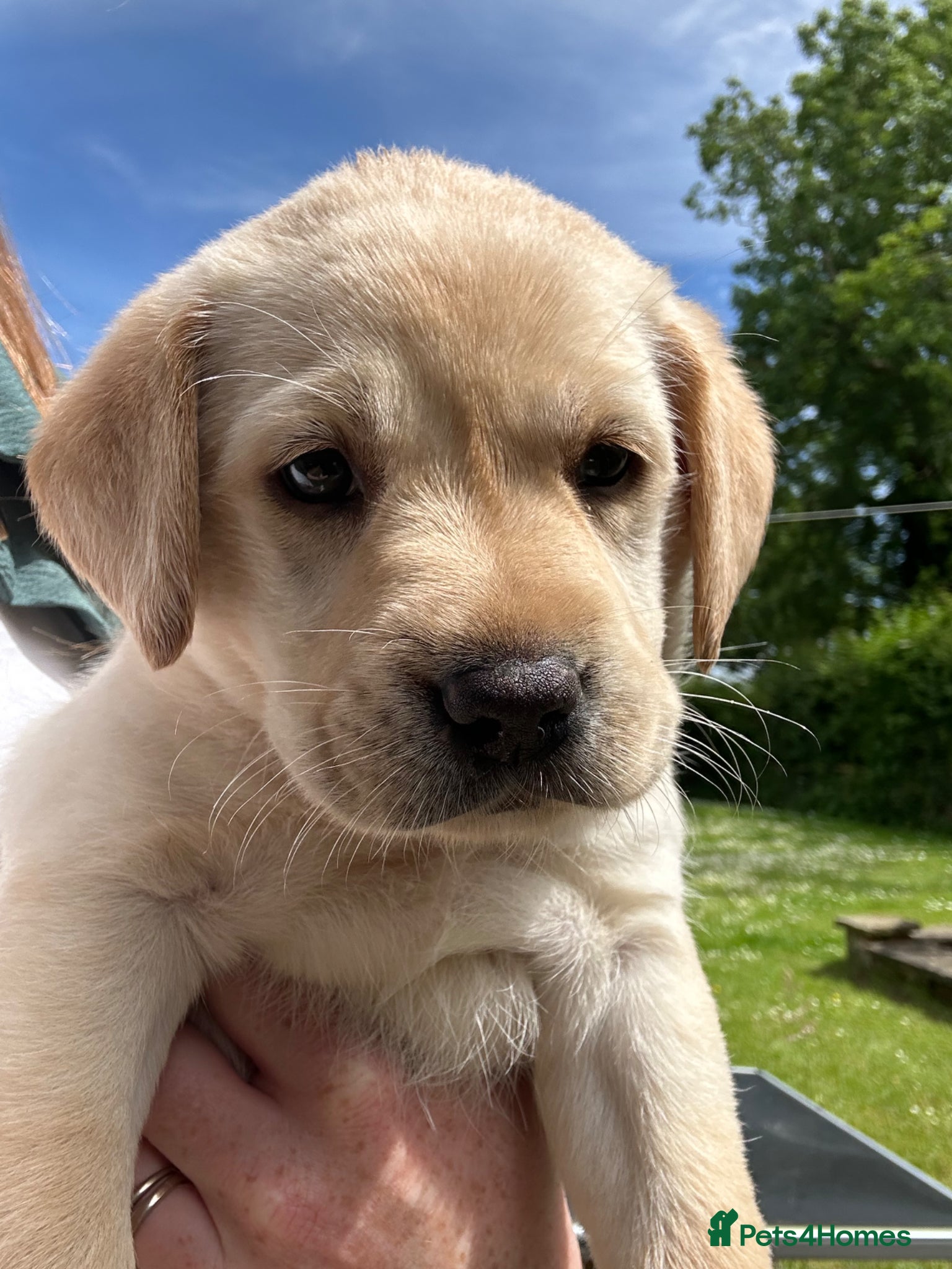 Labrador Retriever dogs KC Reg Labrador Puppies 🐾 Beautiful litter of 9  - Advert 12