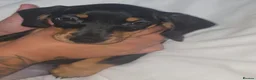 Dachshund dogs for sale: Black and tan dachshund  - Advert 2