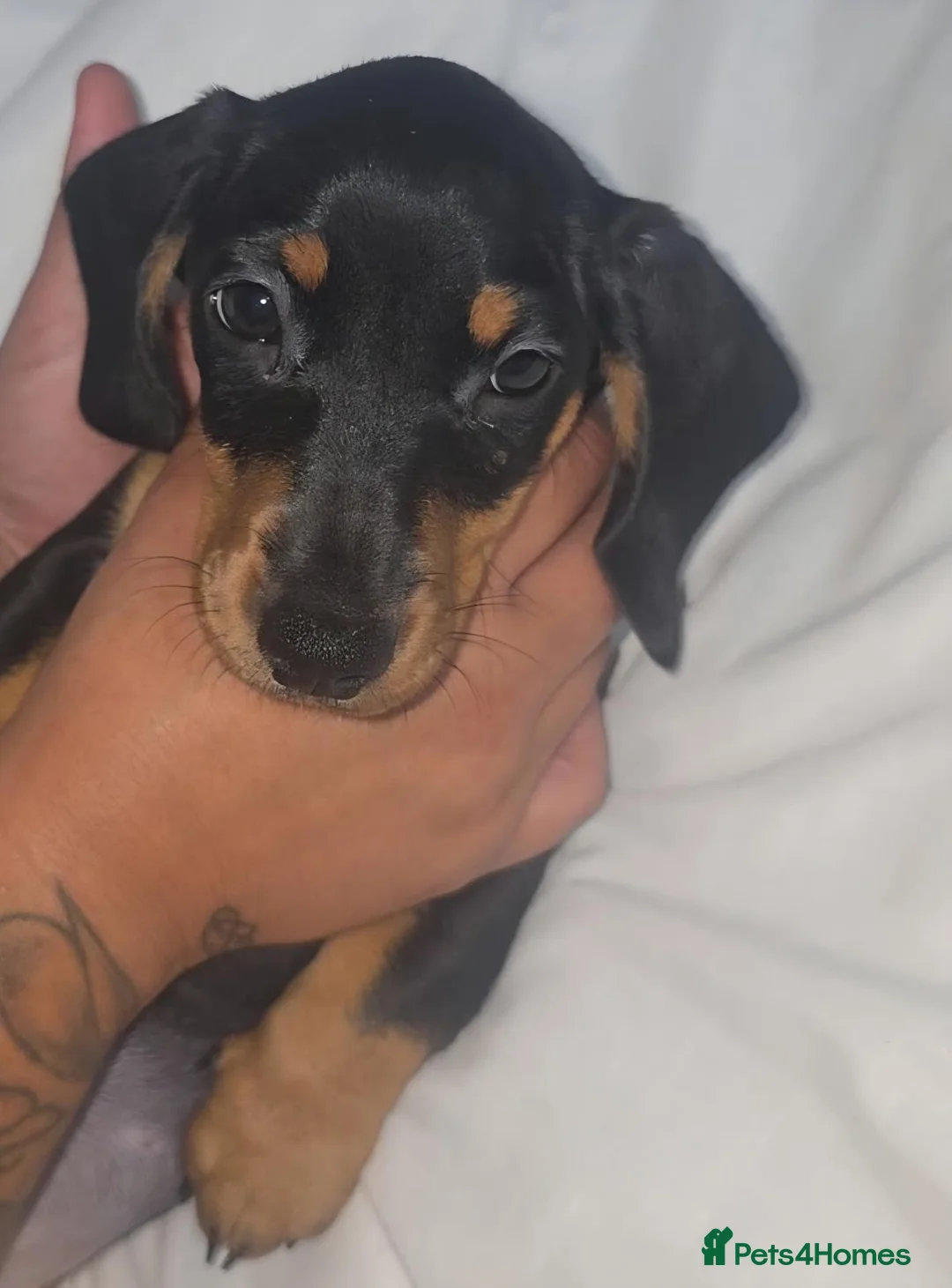 Dachshund dogs for sale: Black and tan dachshund  - Advert 2