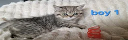 Exotic cats for sale: 4 beautiful exotic x kittens - Advert 7