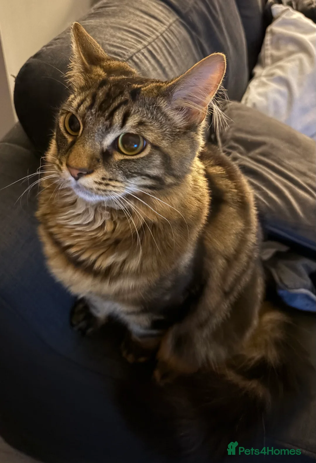 Mixed Breed cats for sale: Adorable Russian blue x bengal older kitten - Advert 1