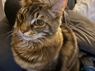 Mixed Breed cats Adorable Russian blue x bengal older kitten - Advert 1