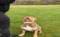 Mixed Breed dogs for sale: Missy and Prince - Advert 3