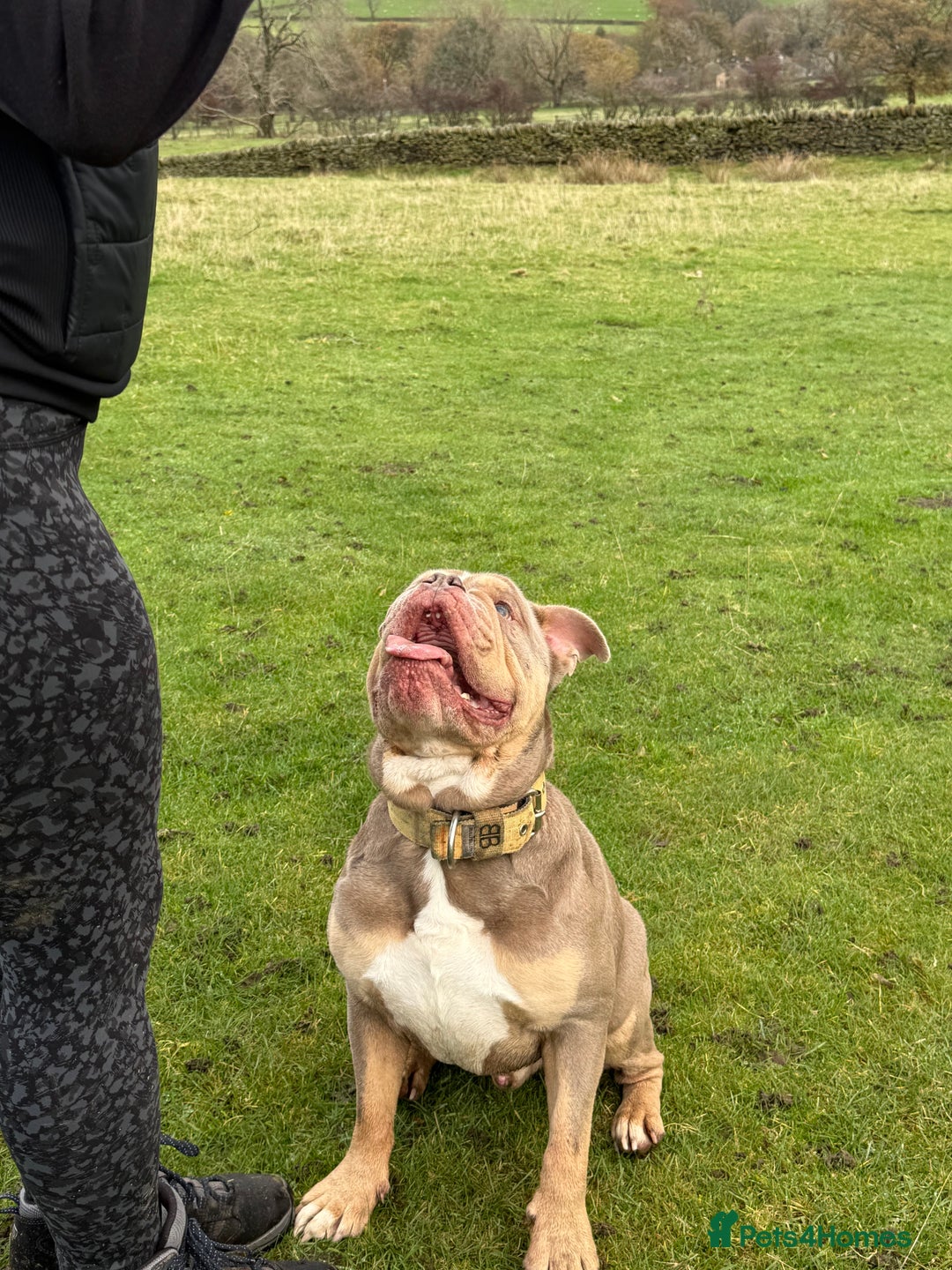 Mixed Breed dogs for sale: Missy and Prince - Advert 3