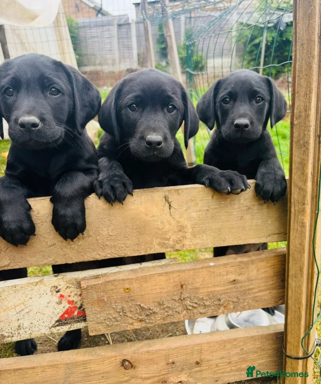 Labrador Retriever dogs for sale: 💙1 Boy Remaining💙 KC Reg Black Labradors 🐾 - Advert 1
