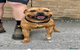 Staffordshire Bull Terrier dogs for sale: Cherry is looking for her new best friend  - Image 4