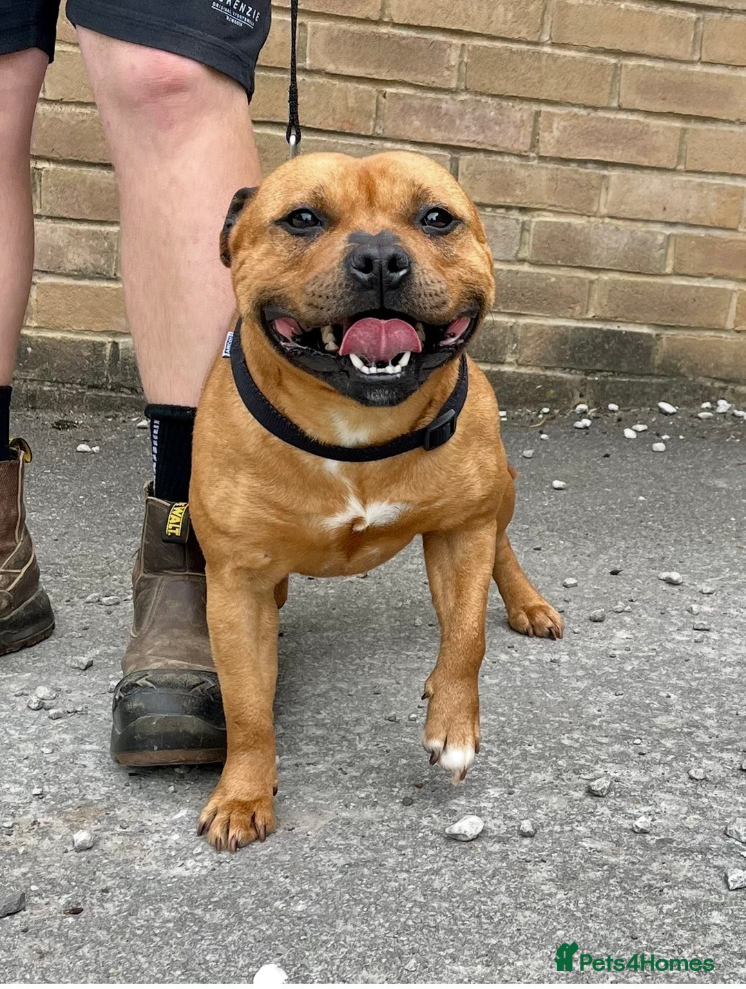 Staffordshire Bull Terrier dogs for sale: Cherry is looking for her new best friend  - Image 4