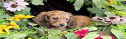 Miniature Dachshund dogs for sale: Stunning kc reg miniture dachshund in Deal - Advert 33