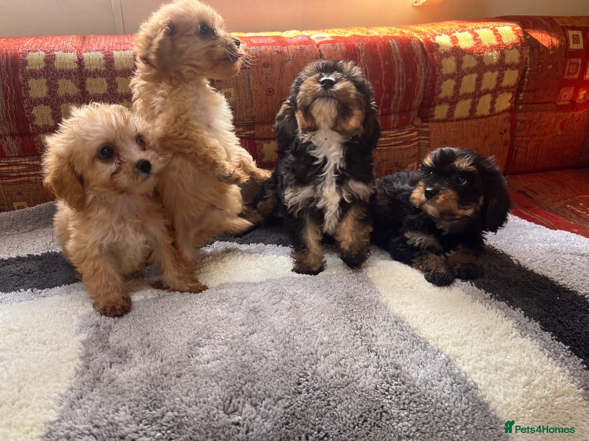 Cavalier King Charles Spaniel dogs Adorable Cavalier King Charles x Mini Poodle Pups - Advert 9