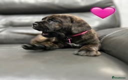 Cane Corso dogs for sale: Chunky Cane Corso Cross Pups – Ready Next Week! - Image 22