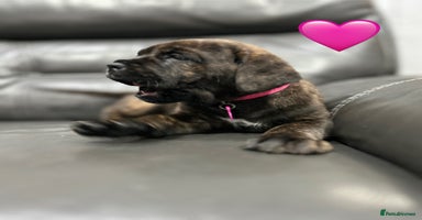 Cane Corso dogs - Advert 6