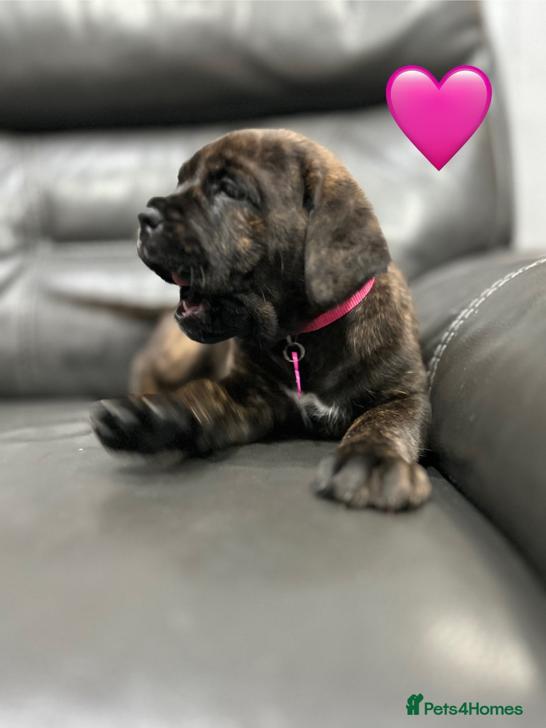 Cane Corso dogs for sale: Chunky Cane Corso Cross Pups – Ready Next Week! - Image 22