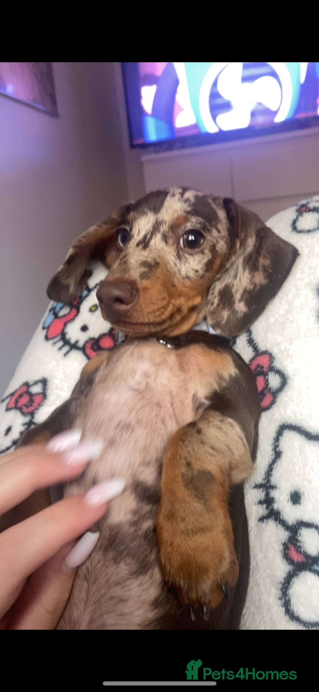 Miniature Dachshund dogs for sale: Miniature Dachshund For Sale - Advert 5