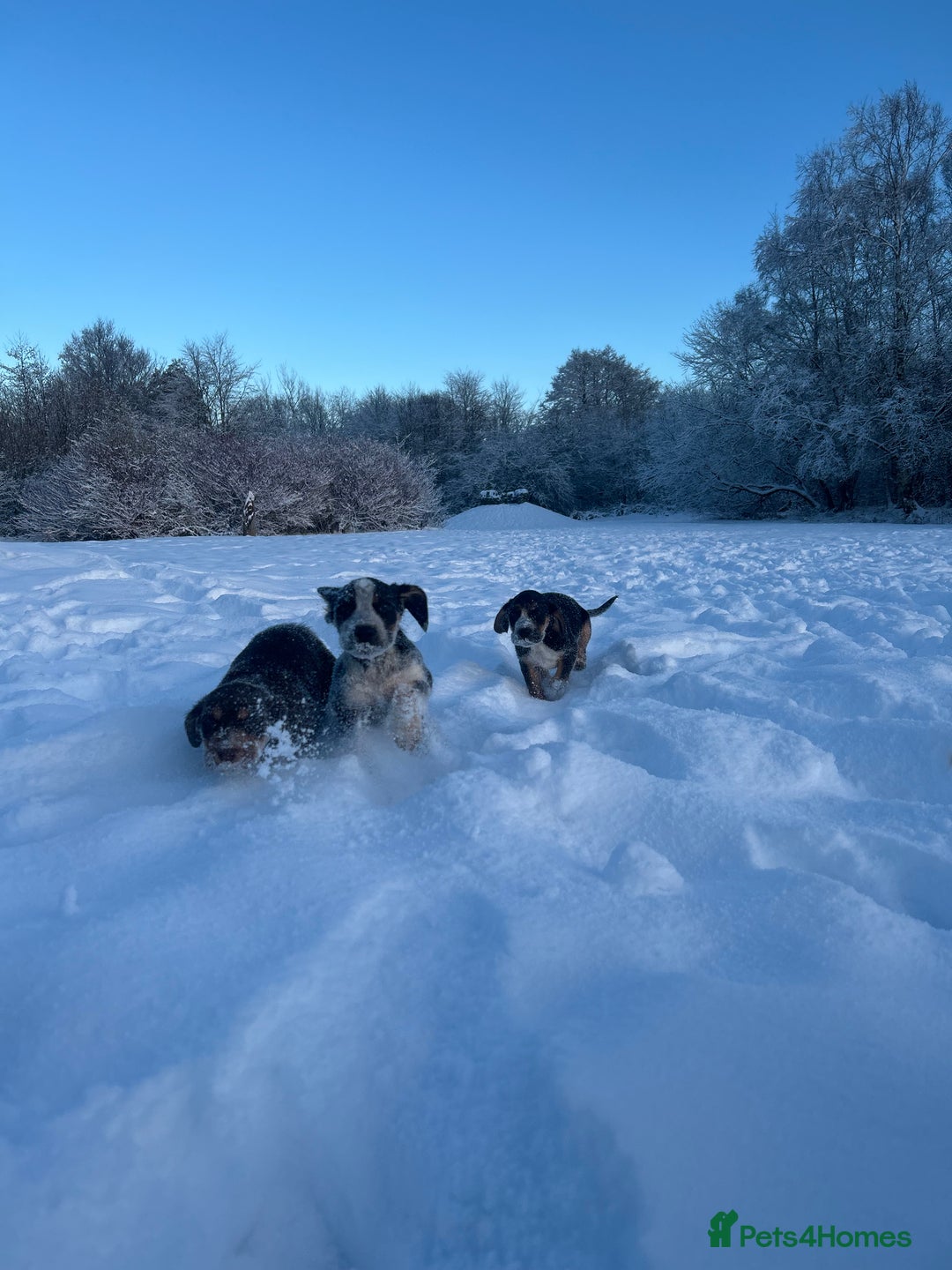 Mixed Breed dogs for sale: Australian Kelpie/Cocker Spaniel Puppies  - Advert 15