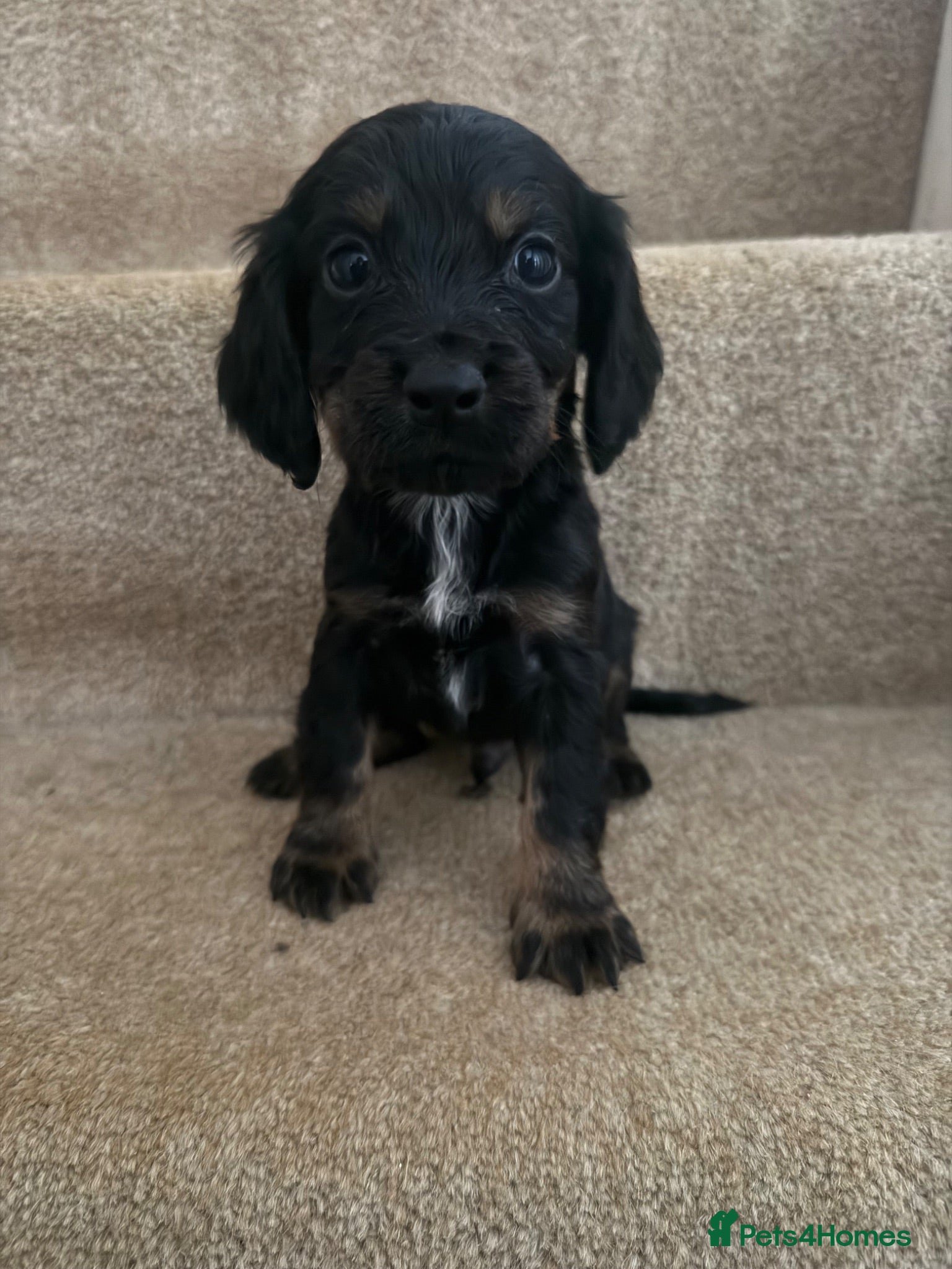 Cocker Spaniel dogs ‘Update’ 2 boys 1 girl cocker spaniel pups left  - Advert 16