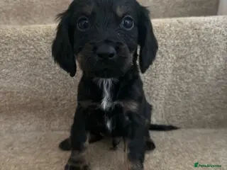 Cocker Spaniel dogs ‘Update’ last 2 boys left cocker spaniels - Advert 10